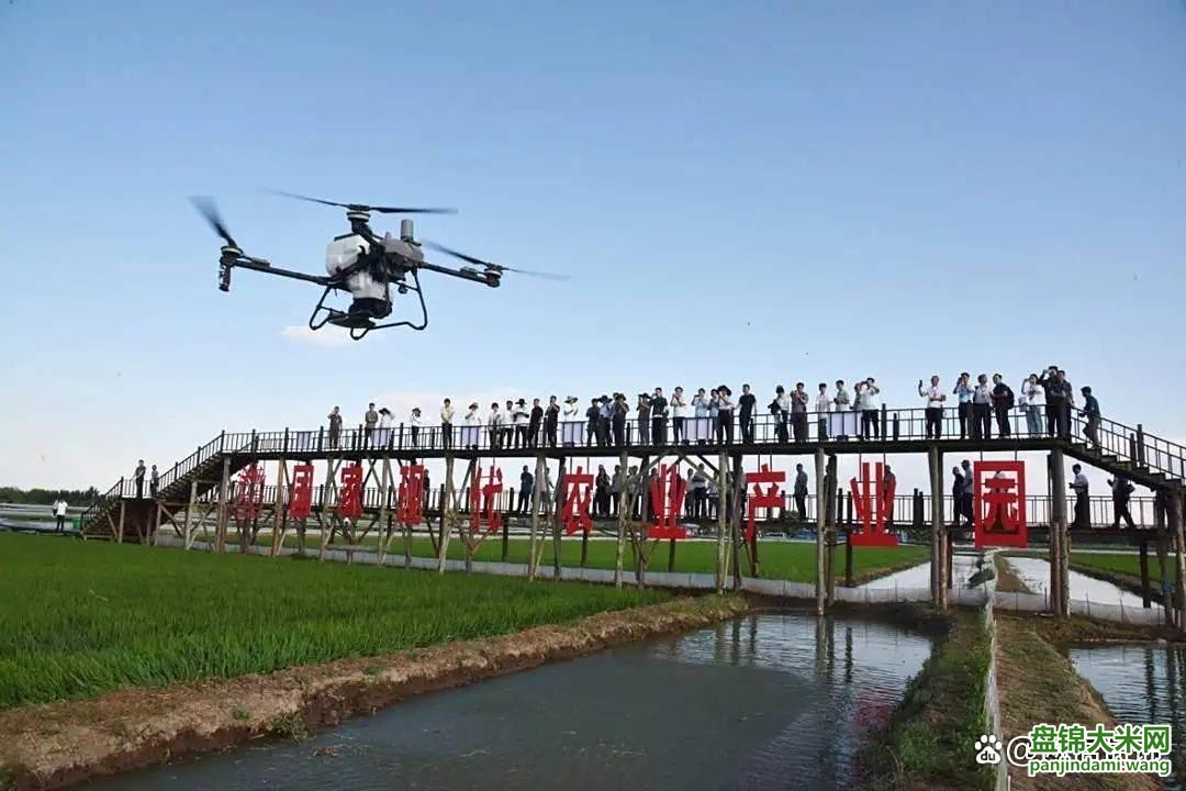 盘锦大米网