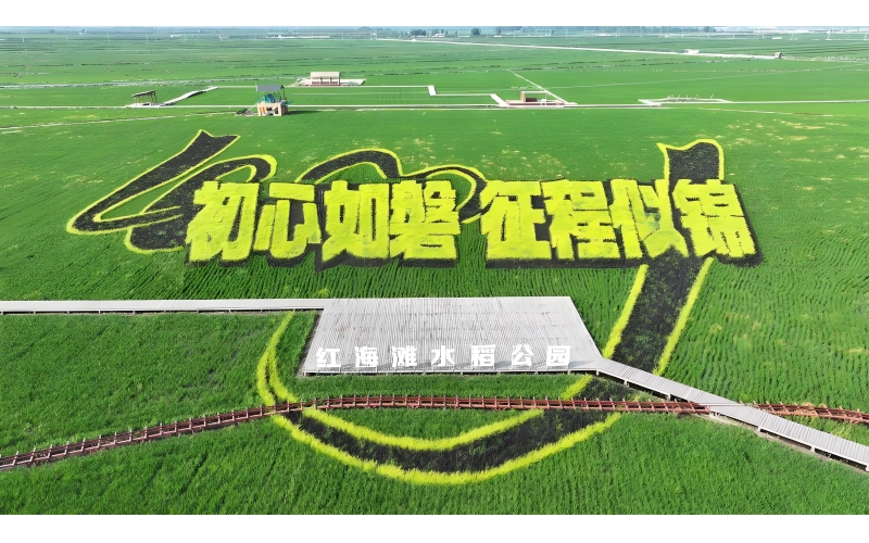 盘锦大米产业发展深度报告